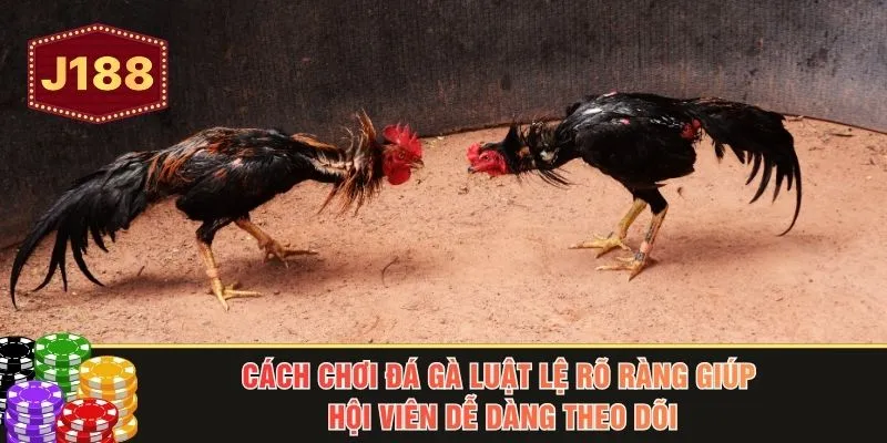Cách chơi đá gà luật lệ rõ ràng giúp hội viên dễ dàng theo dõi