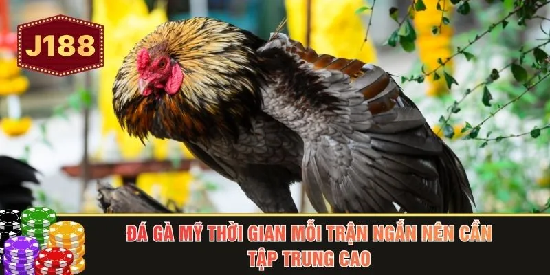 Đá gà mỹ thời gian mỗi trận ngắn nên cần tập trung cao