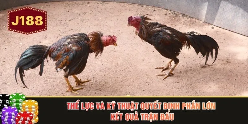 Thể lực và kỹ thuật quyết định phần lớn kết quả trận đấu